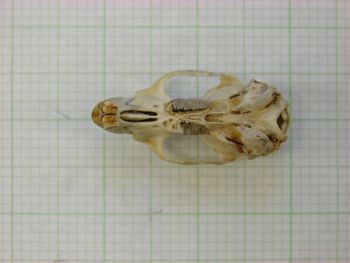 Media type: image;   Mammalogy 22539